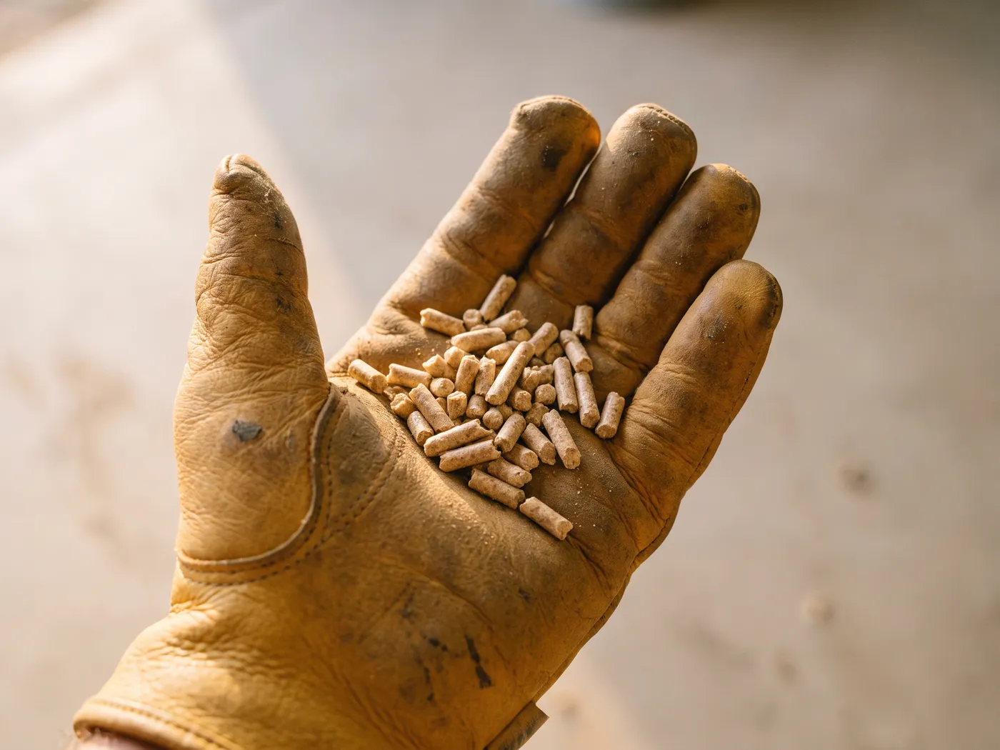 A gloved hand holding a small heap of animal feed pellets